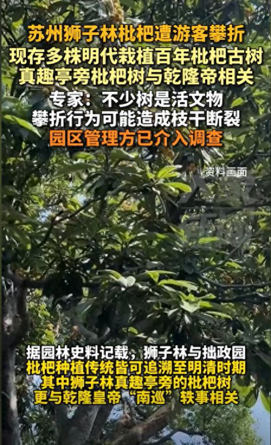 多株明代栽植百年枇杷古树专家：园区管理方已介入调查J9真人游