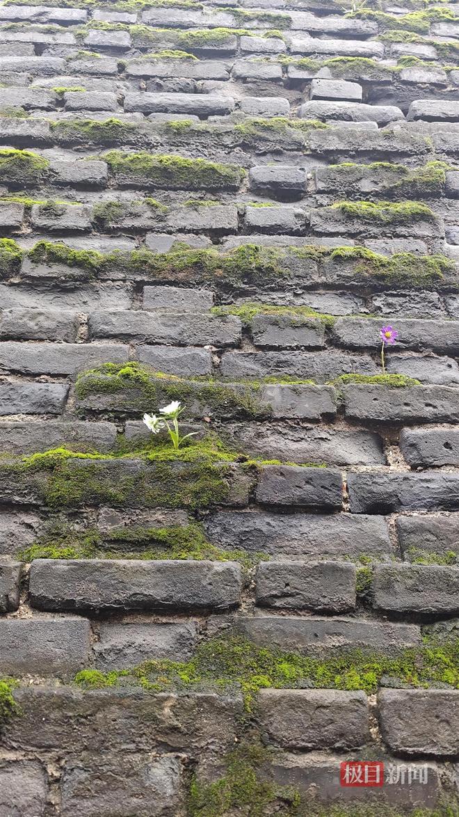 菇大雁塔受潮城墙布满青苔气象局解释成因j9国际西安连续一个多月降雨遍地长蘑(图4)