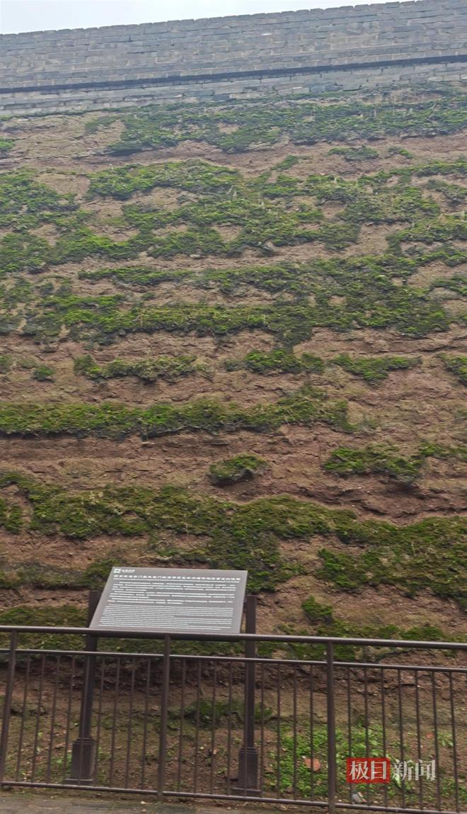 菇大雁塔受潮城墙布满青苔气象局解释成因j9国际西安连续一个多月降雨遍地长蘑(图2)