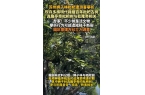 多株明代栽植百年枇杷古树专家：园区管理方